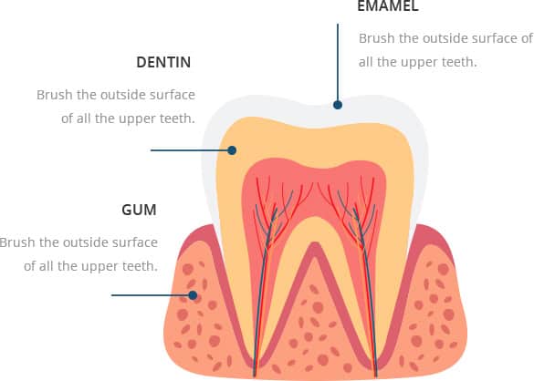teeth and gums