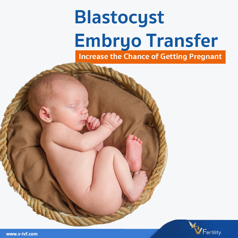 Blastocyst Embryo Transfer