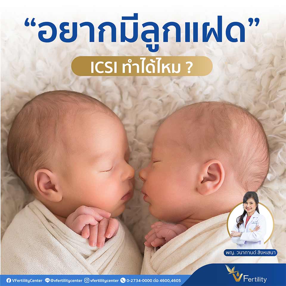 ICSI มีลูกแฝดได้ไหม?