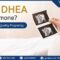DHEA hormone plays a key role in increasing chances of pregnancy