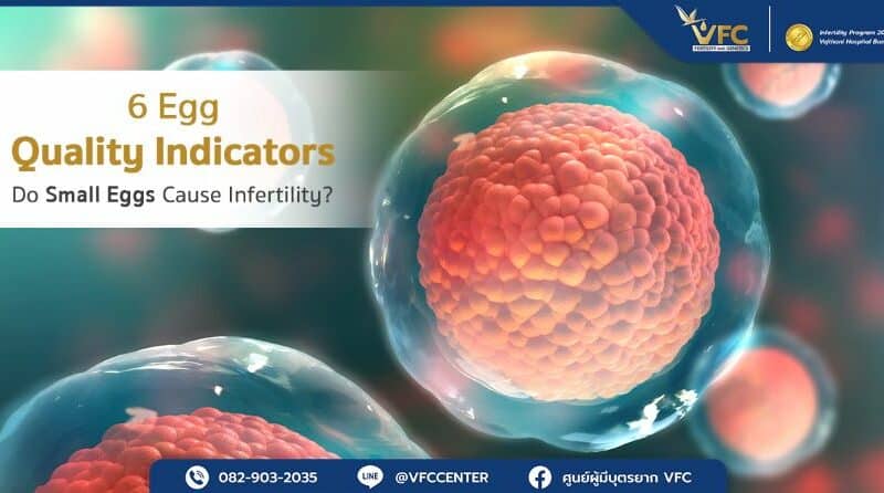 Healthy egg cell with optimal egg quality, ready for fertilization