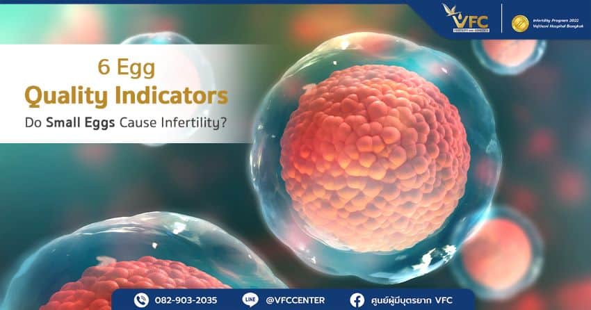 Healthy egg cell with optimal egg quality, ready for fertilization