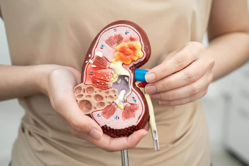 ภาพตัวอย่างอวัยวะไต เป็นโรคไตมีลูกได้ไหม?