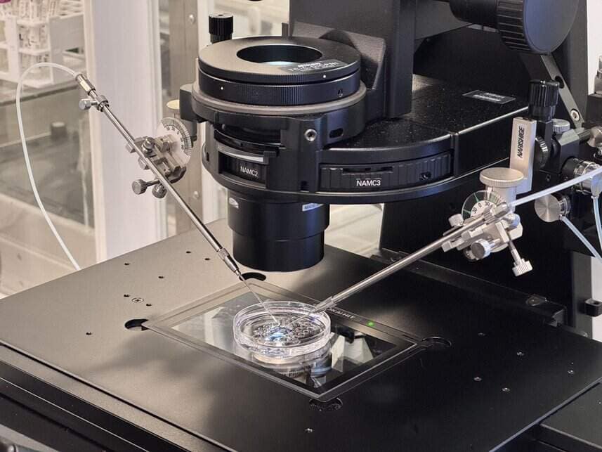 In Vitro Fertilisation microscope
