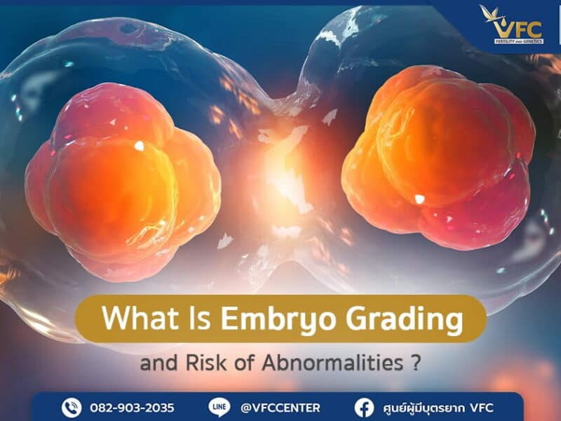 Embryo Cell Division Before Chromosomal Grading