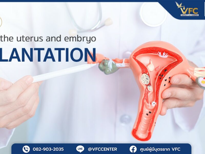 A doctor pointing to a uterine model showing where fluid in the uterine cavity before embryo transfer can occur.